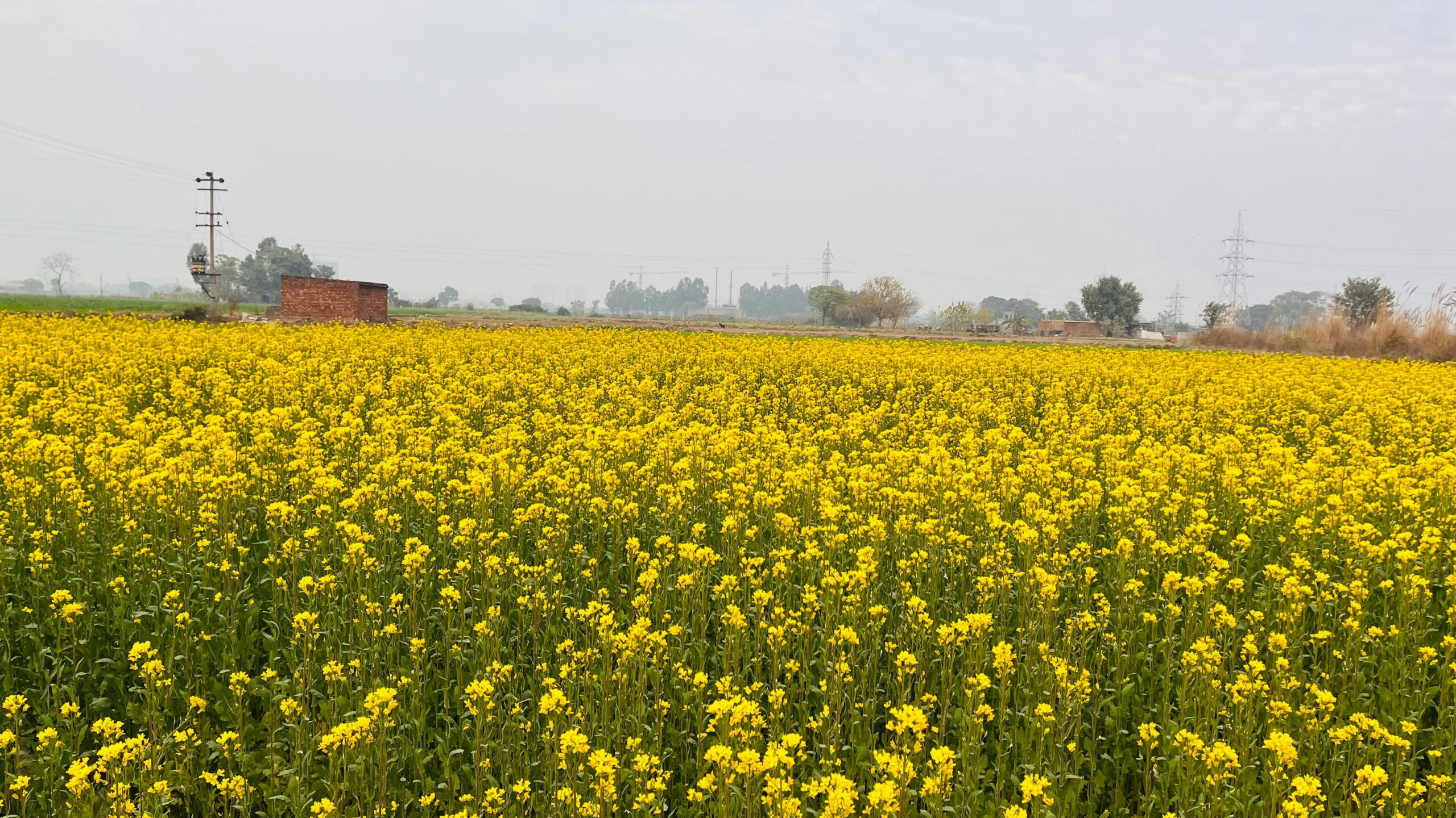 Zirakpur